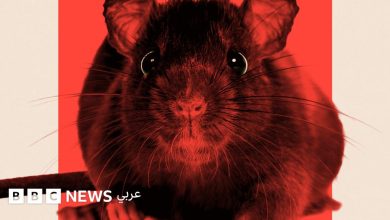 محمود محمد كمال الفرارجي