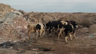 محمود محمد كمال الفرارجي