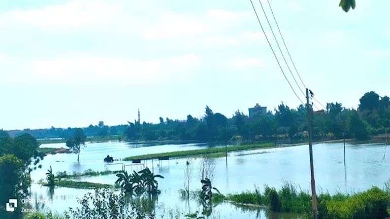 محمود محمد كمال الفرارجي